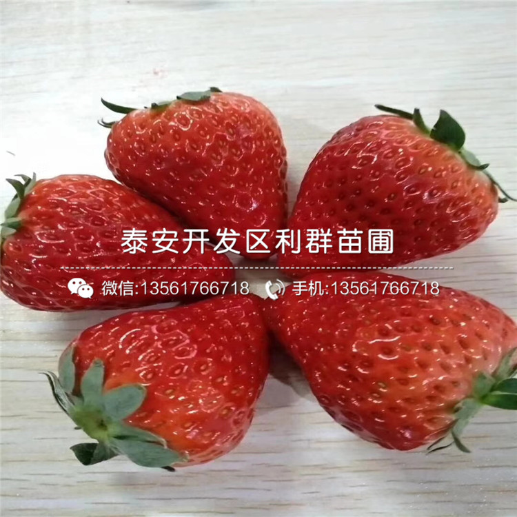2018年草莓種苗批發(fā)價格