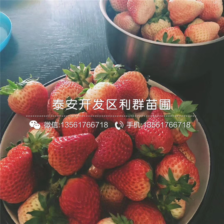 密寶草莓苗新品種、密寶草莓苗出售基地