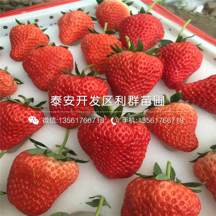 山東拉松草莓苗多少錢、山東拉松草莓苗多少錢一棵