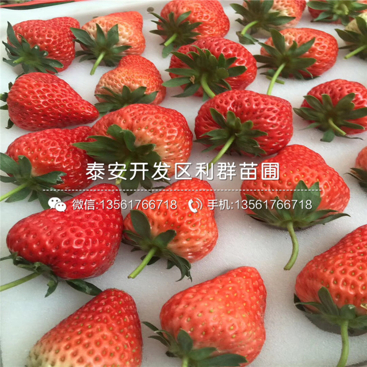 京泉香草莓苗報(bào)價(jià)、2018年京泉香草莓苗報(bào)價(jià)