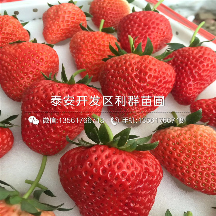 童子一號草莓苗、童子一號草莓苗價格