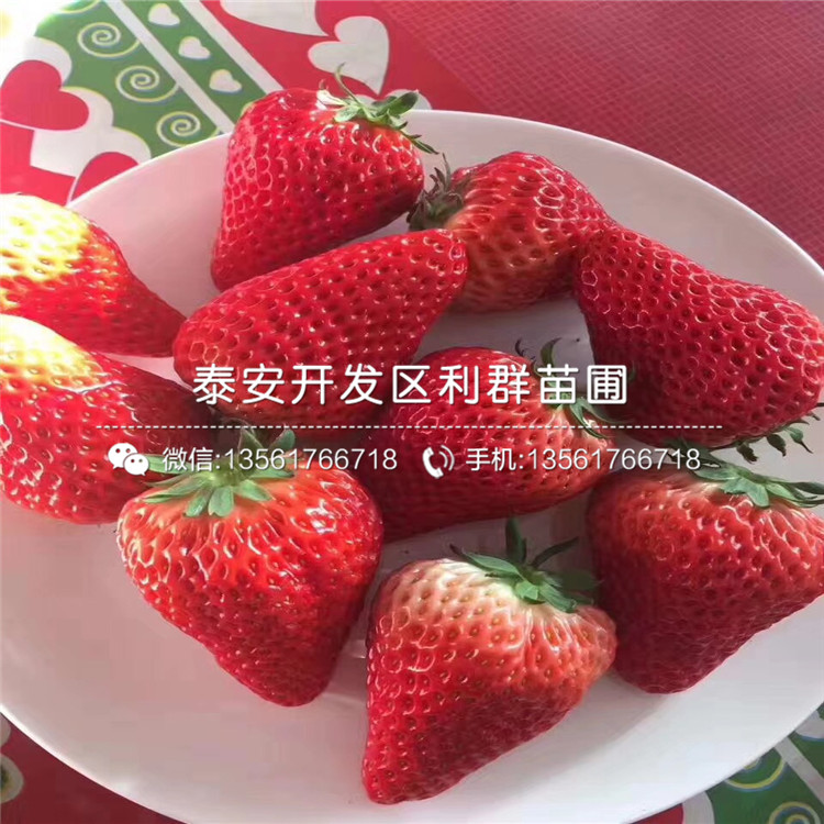 山東晶瑤草莓苗出售價格、山東晶瑤草莓苗多少錢一棵