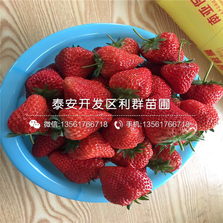 組培草莓苗供應基地