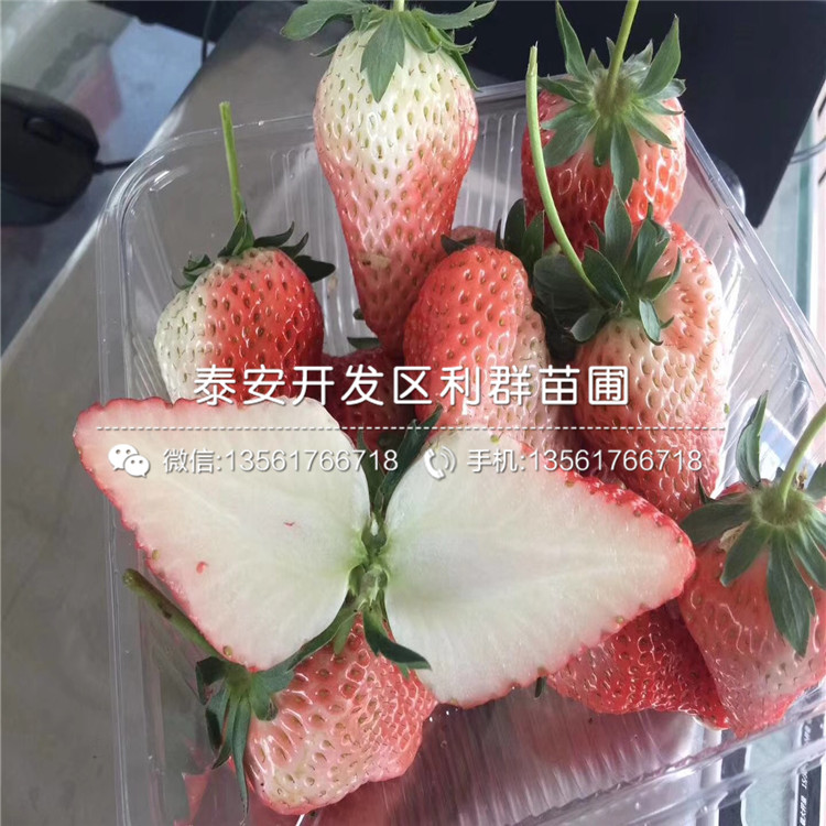 批發(fā)美德萊特草莓苗基地