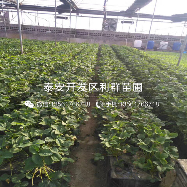 新品種紅袖添香草莓苗多少錢一棵