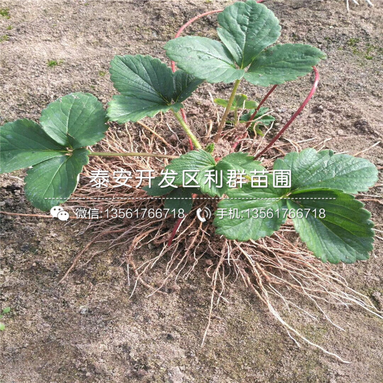 妙香草莓苗一株多少钱