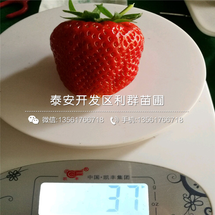 哈尼草莓苗、哈尼草莓苗報價多少