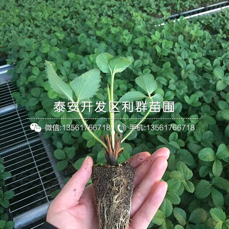 山東鈣維他草莓苗、鈣維他草莓苗出售基地