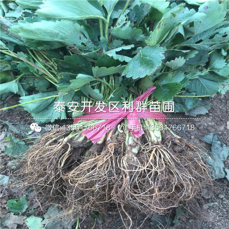 粉红公主草莓苗新品种、粉红公主草莓苗价格多少