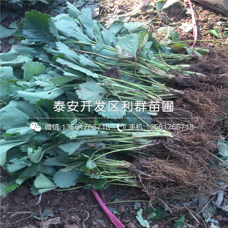 新品種日本一號草莓苗、新品種日本一號草莓苗價(jià)格多少
