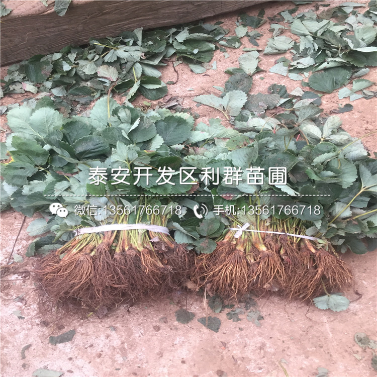 豐香草莓苗格