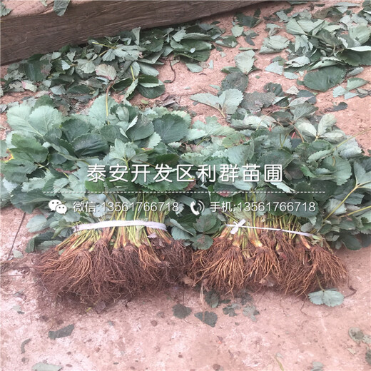 妙香草莓苗價格、妙香草莓苗出售基地