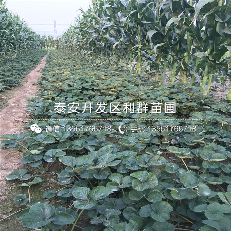 美德萊特草莓苗新品種、2019年美德萊特草莓苗價(jià)格