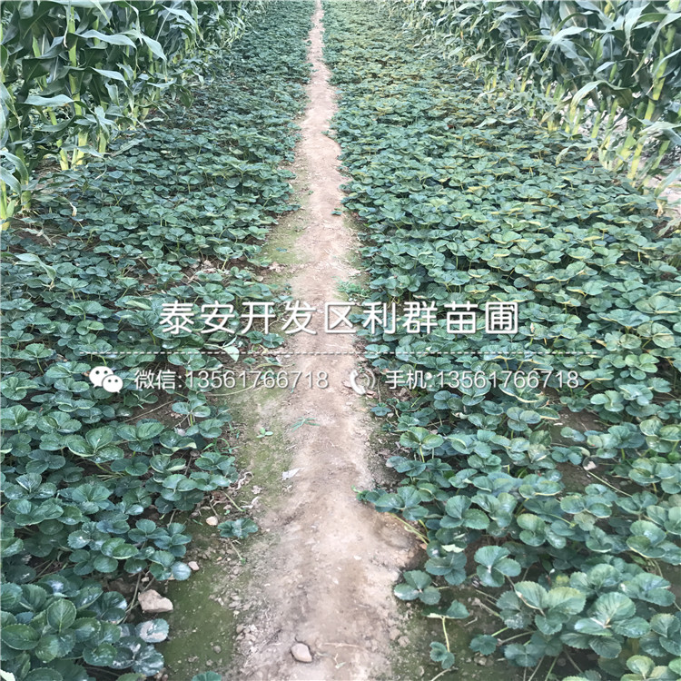 雪里香草莓苗批發(fā)、雪里香草莓苗出售價格