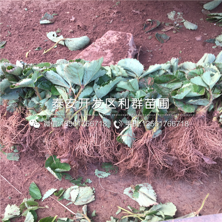 美王一號草莓苗價錢、2019年美王一號草莓苗價格