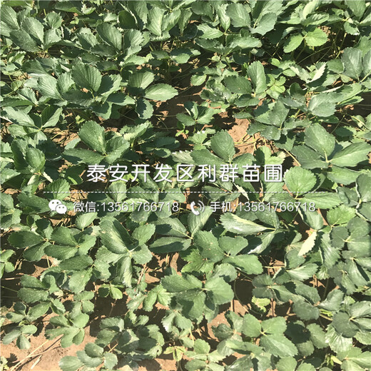 山東波特拉草莓苗新品種、山東波特拉草莓苗多少錢一棵