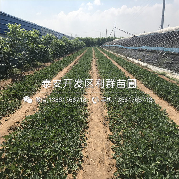 銷售拉松草莓苗