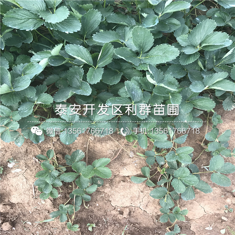 新品種達(dá)賽萊克特草莓苗基地
