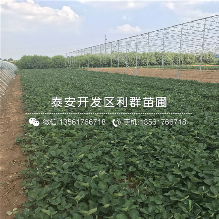 山東卡麥羅莎草莓苗批發(fā)價(jià)格
