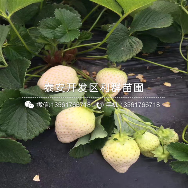 蒙特瑞草莓苗批发、蒙特瑞草莓苗基地