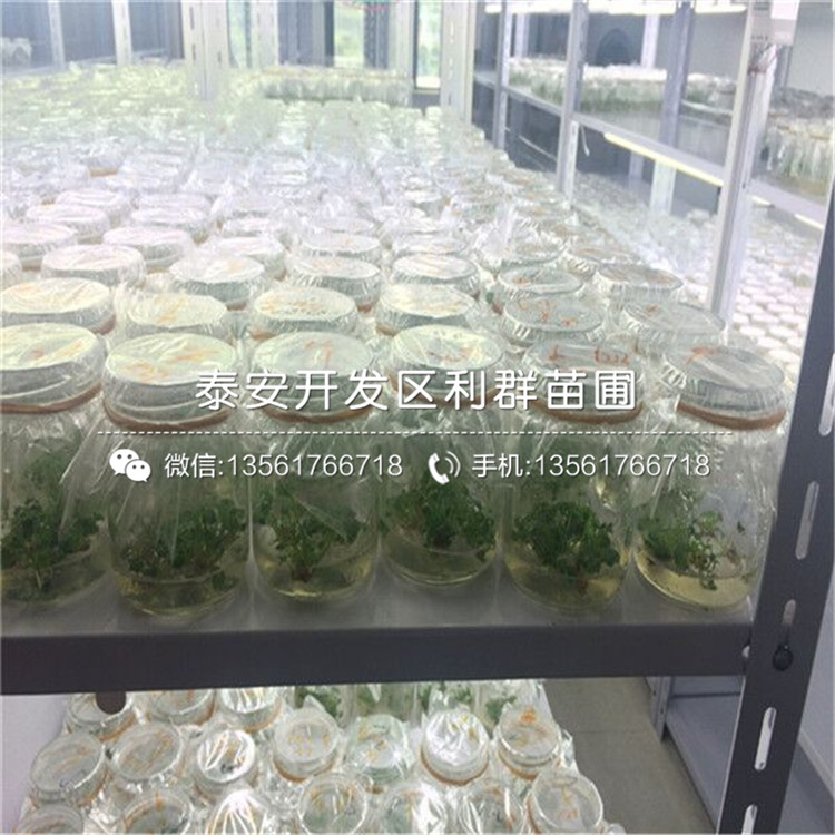 山東櫪乙女草莓苗報價多少