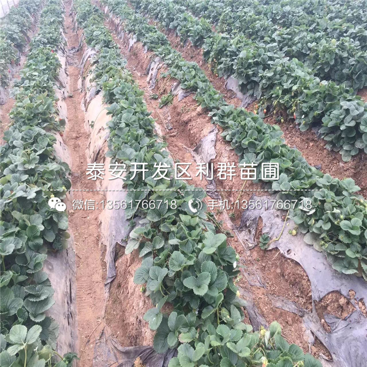 山東紅珍珠草莓苗價格是多少