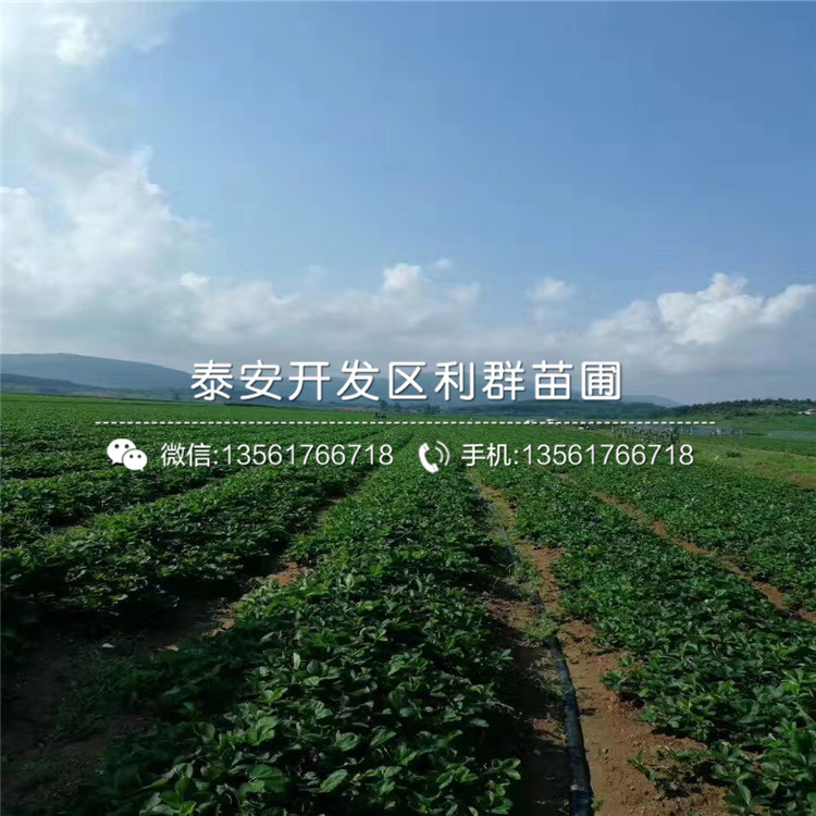 京凝香草莓苗出售價(jià)格、京凝香草莓苗出售基地