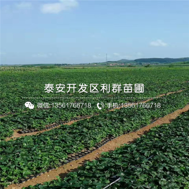 2019年拉松草莓苗多少錢(qián)