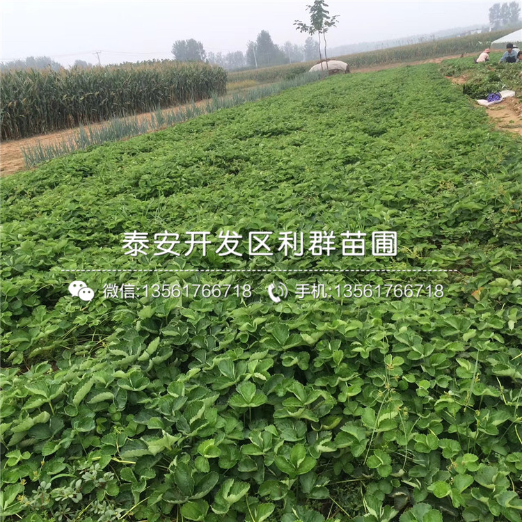 銷售拉松草莓苗
