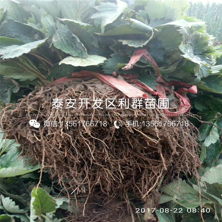 卡麥羅莎草莓苗品種、卡麥羅莎草莓苗新品種