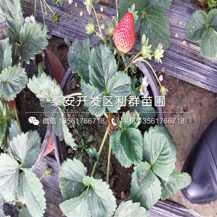 草莓秧苗哪里便宜、草莓秧苗多少錢一棵