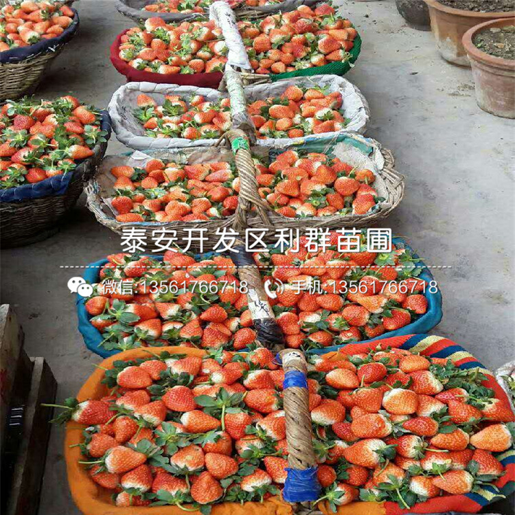 甜寶草莓苗批發(fā)價(jià)格、2019年甜寶草莓苗報(bào)價(jià)