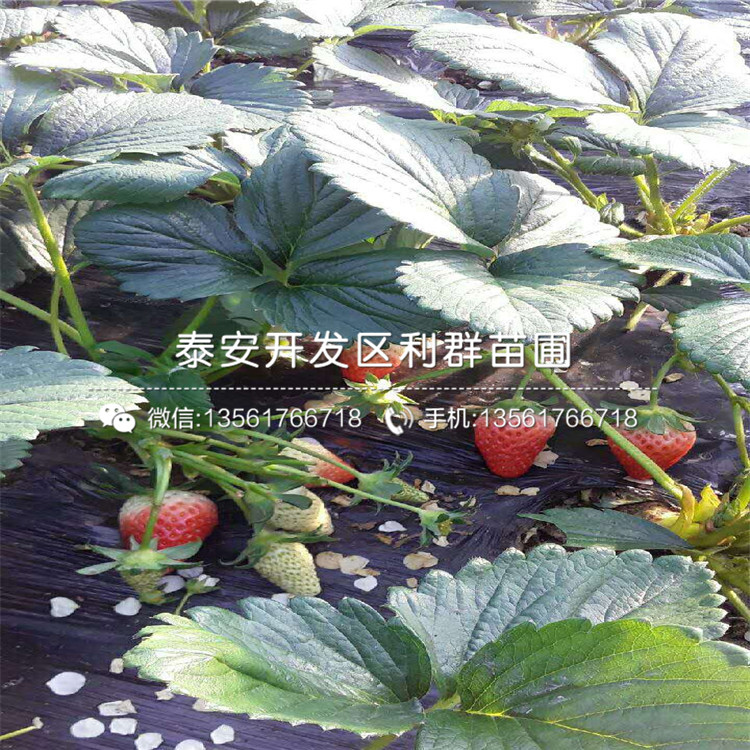 鐵籬笆樹種苗報價、鐵籬笆樹種苗報價是多少