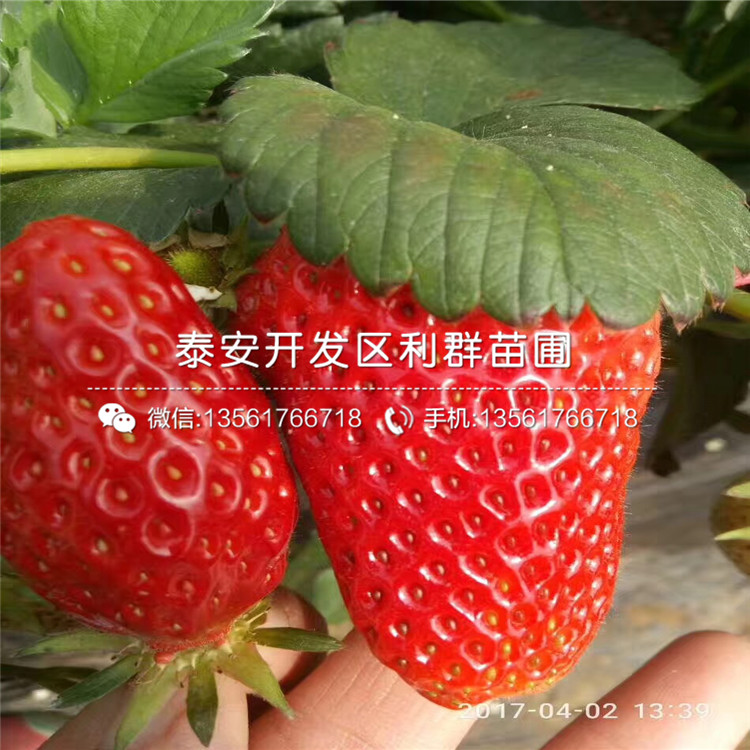 2019年四季阿爾比草莓苗價(jià)格行情