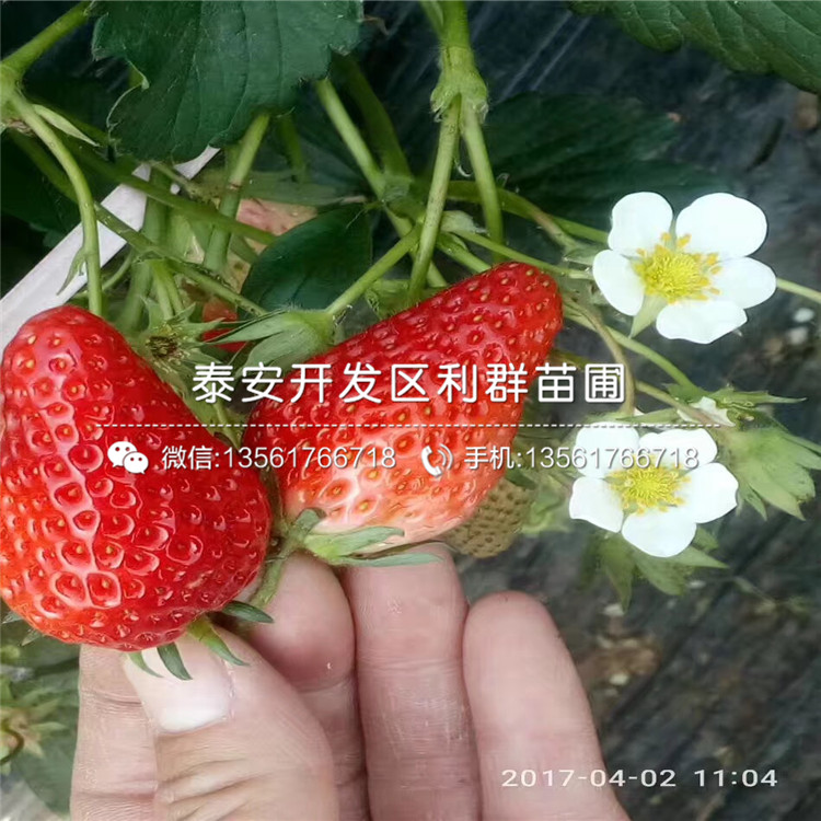 2019年豐香草莓苗、豐香草莓苗報價