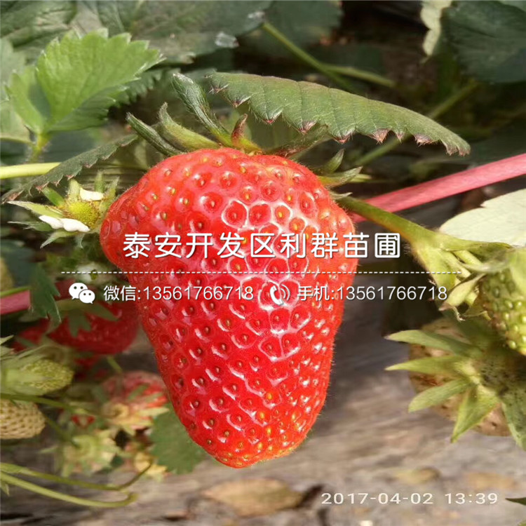 山东达赛莱克特草莓苗出售、山东达赛莱克特草莓苗基地