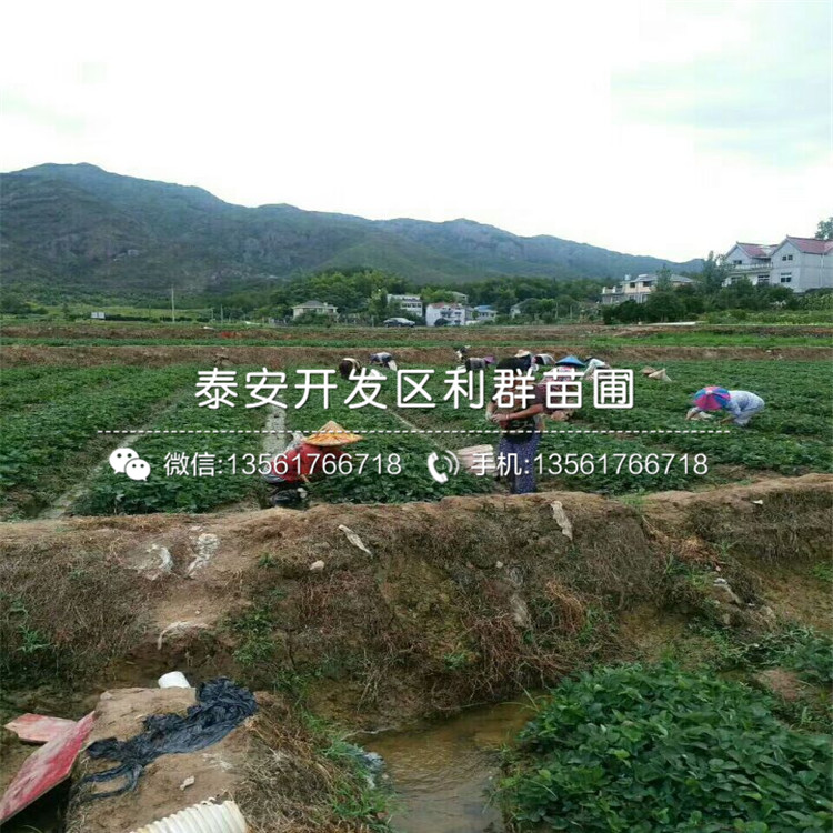 2018年九香草莓苗多少錢