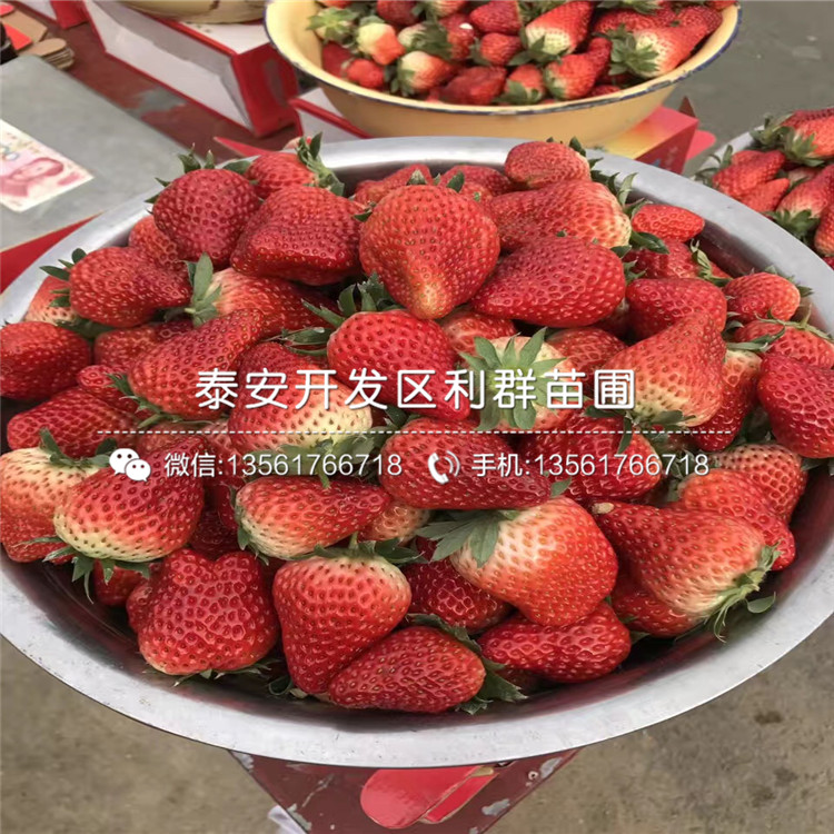 2019年甜查理草莓苗、2019年甜查理草莓苗多少錢一棵