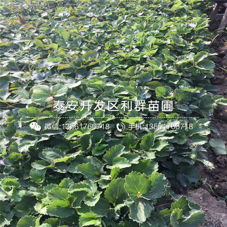 蒙特瑞草莓苗批发、蒙特瑞草莓苗基地