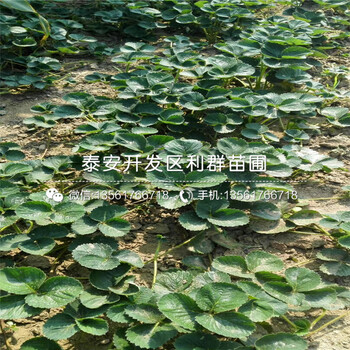 玛雅草莓苗、玛雅草莓苗批发基地