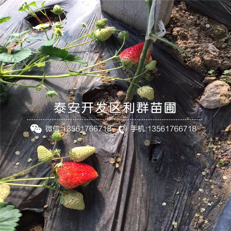 批發(fā)美德萊特草莓苗基地