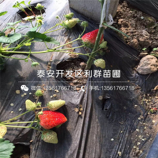 京郊小白草莓苗、京郊小白草莓苗一棵多少錢