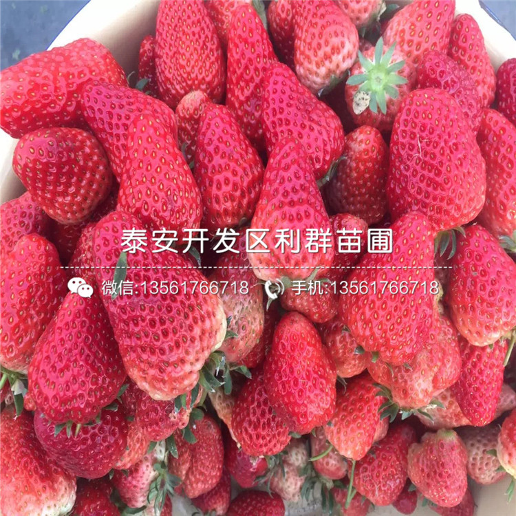 出售草莓苗多少錢一斤