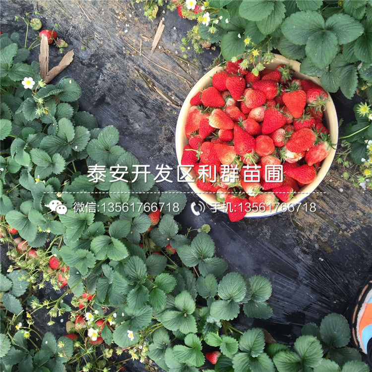 2019年美十三草莓苗、美十三草莓苗價格多少
