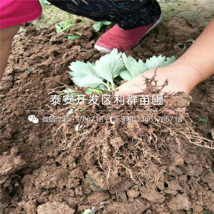 2019年越心草莓苗、越心草莓苗多少錢一棵