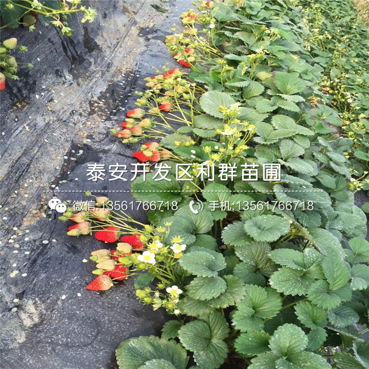 甜查理草莓苗銷售價格、甜查理草莓苗多少錢一棵