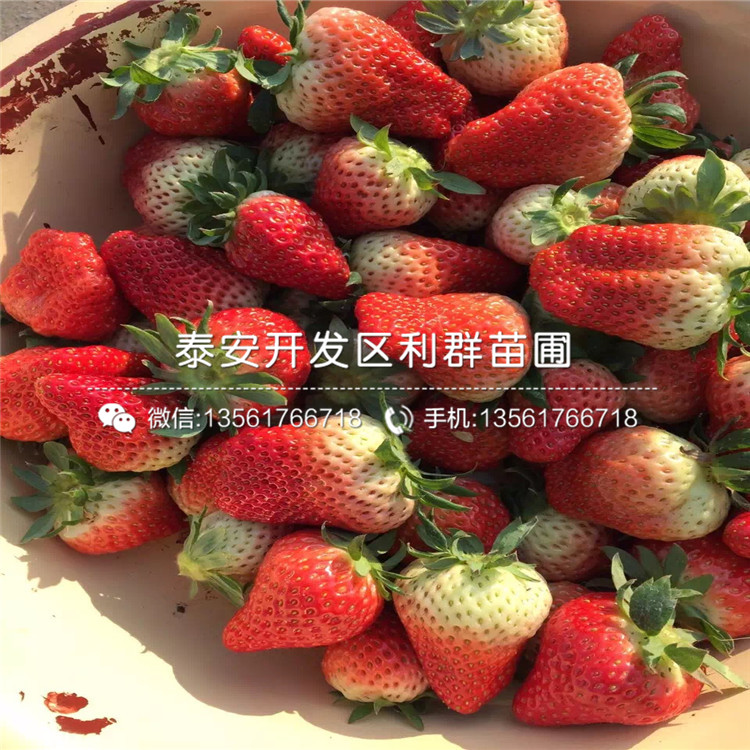 九香草莓苗出售價格