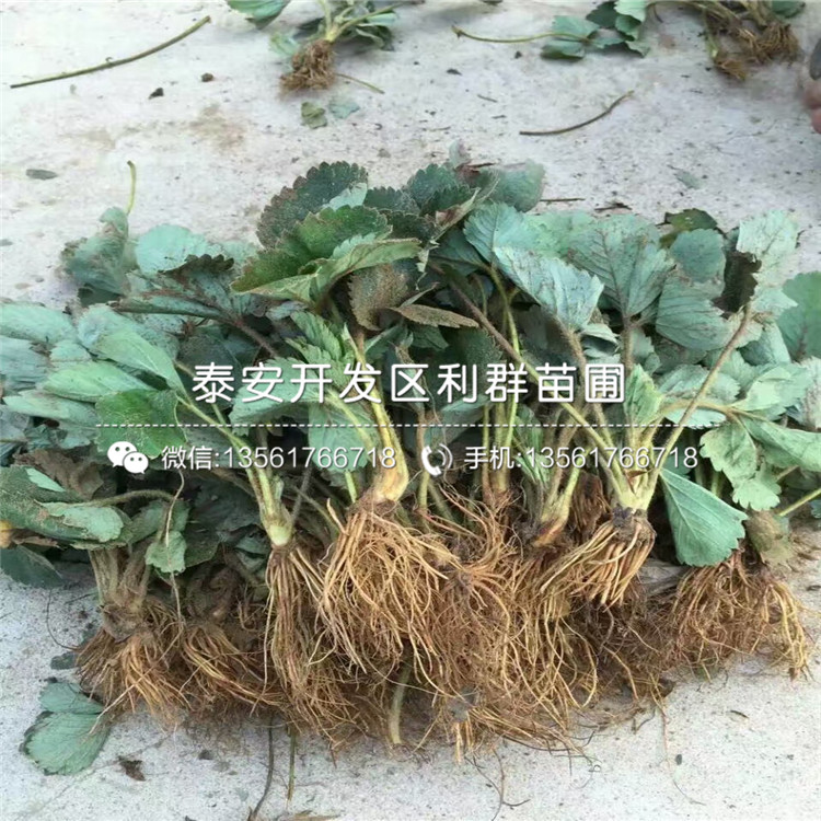 4葉1心草莓苗基地批發(fā)基地