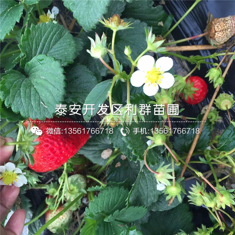 草莓种苗批发、2019年草莓种苗批发