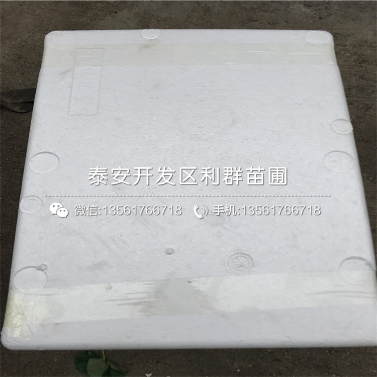 四季美德萊特草莓苗出售多少錢一棵